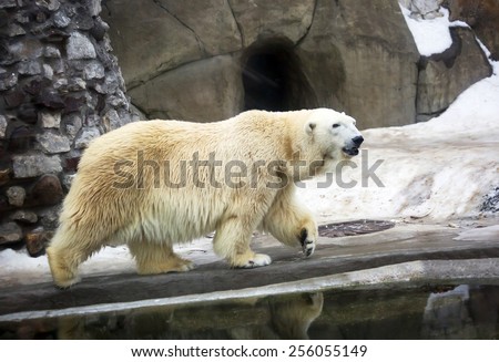 Polar bear\
White bear is a typical inhabitant of the Arctic. The polar bear is the largest representative of the entire detachment of prey.