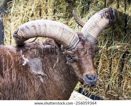 Ibex\
Ibex  mountain sheep with steeply curved heavy horns, forcing the beast to keep your head up.