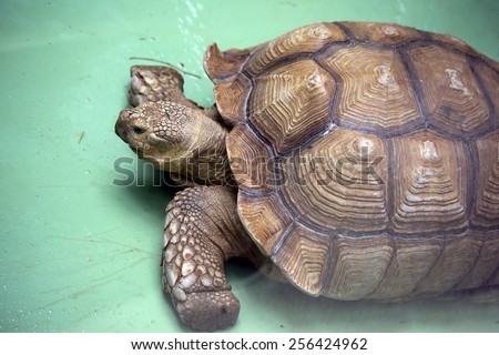 Turtle\
Tortoises are land animals, with high, rarely flattened shell with thick spar legs. The toes are fused, and only a short claws remain free. Head and legs are covered with plates and scales.