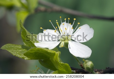 Spring. The pear blossom
Flowering pear will be able to decorate any garden. The pear flowers large, white, bisexual, with a pronounced flavor.