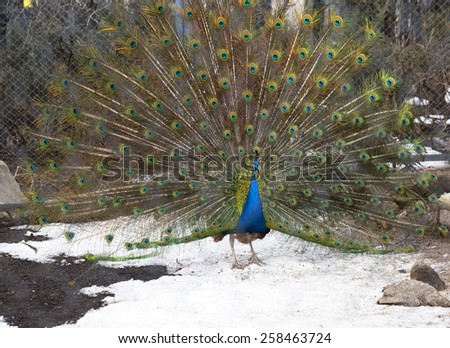 Indian peacock\
Peacock - Royal bird. Home of this very beautiful birds of the pheasant family, are India and Sri Lanka.