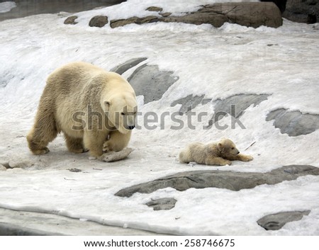 Polar bear with cub.\
White bear is a typical inhabitant of the Arctic. The polar bear is the largest representative of the entire detachment of prey.\
In the picture the bear riding the ice hill.