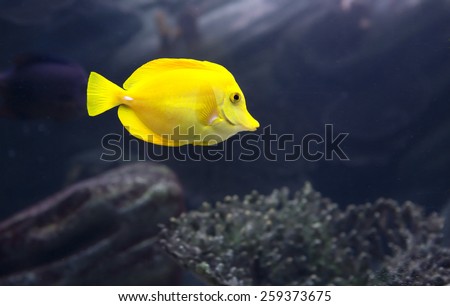 Sailing yellow fish, which is also called a yellow surgeon, lives in the warm waters of the Pacific Ocean.
