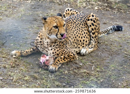 Cheetah with prey.\
Spotted Wind-so it is called! The Cheetah can for two seconds to reach the speed of about 70 miles per hour, the speed during this time can develop not every sports car.