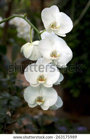 White Phalaenopsis Orchid White Orchid is the most interesting flower for indoor culture, since the flowering period of each flower to 6 months.
