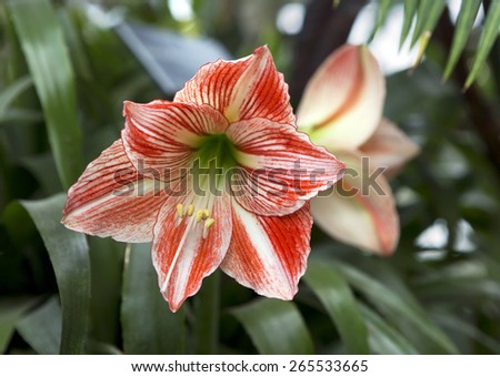 Amarilis or Star rider\
In Greek language the name means star rider or rider stars. Slim and high Hippeastrum in the wild is found in Africa.