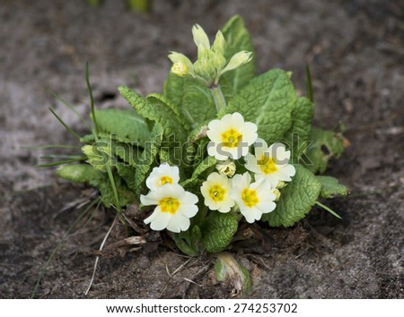 Primula, or primrose.\
The plant name comes from the Latin word first and due to the fact that bloom in early spring, one of the first, sometimes even before it is completely the snow melts.