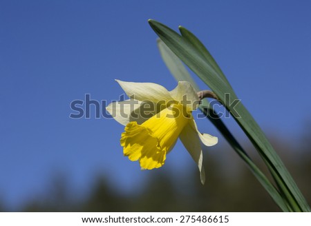 Flower Narcissus\
The daffodil is the flower of poets and spring festivals and sun!!! In Ancient Persia Narcissus was called \