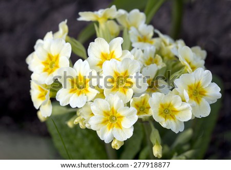 Flower Primula, or primrose\
The plant name comes from the Latin word first and due to the fact that bloom in early spring, one of the first, sometimes even before it is completely the snow melts.
