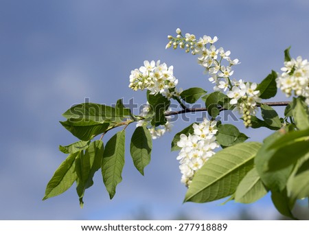 Flowers of bird cherry tree.\
When cherry blossoms you can enjoy its beauty and incredible fragrance of her flowers.
