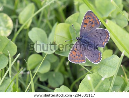 The Little butterfly.\
It is diurnal, mostly small butterflies blue, brown or orange-red color.