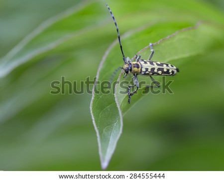 Beetle Long-horned beetle . This is quite an ancient family. Representatives of these beetles lived in the Jurassic period. Often on the body-beetles are drawings of stripes, spots.