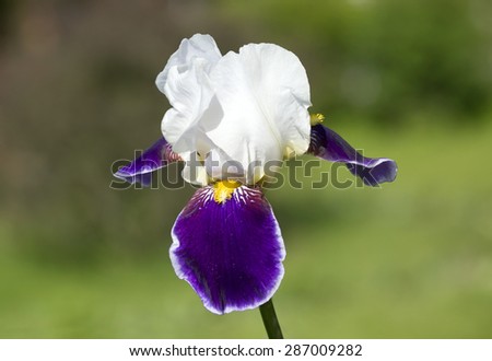 Iris. The ancient Greeks called the rainbow iris, and therefore the flower, similar to a rainbow color, became known as the iris, considering flowers shards falling to earth of the rainbow.