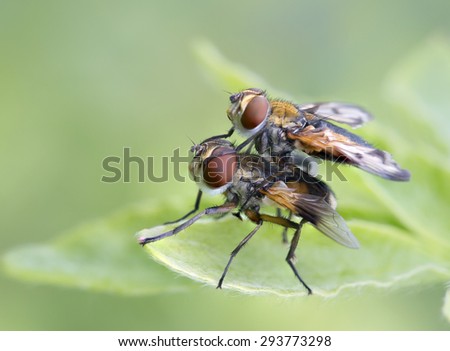 Pair dance flies\
Summer colors next to wasps and bumblebees often sit very similar flies of the family drone. These flies feed on nectar of flowers.