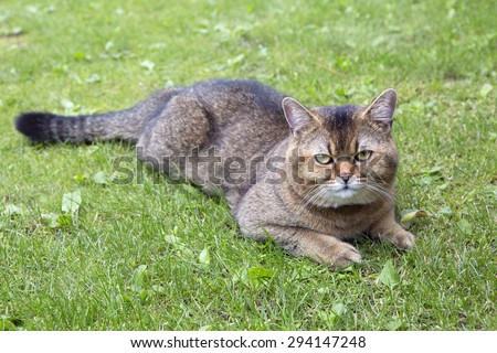 The British breed of cats (color Golden chinchilla)\
 Typically, this strong, kind, smart, strong cats. Come in medium to large sizes. According to the legend, are descendants of the Cheshire Cat.