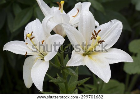 White Lily\
A symbol of hope in Ancient Greece, peace and purity in Russia, and in France these flowers meant - mercy, compassion and justice.