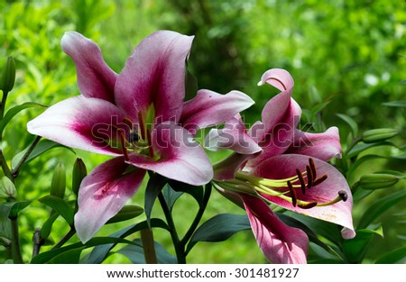 Purple Lily\
Large flower relates to a hybrid, sent to the parties.