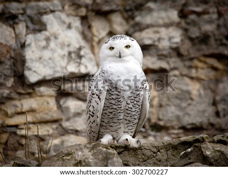 White (polar) owl\
White owl well-adapted to the coverage of the tundra where winter months lasts the night, and in the summer day.\
Breeds circumpolar on the Islands of the Arctic ocean and tundra.