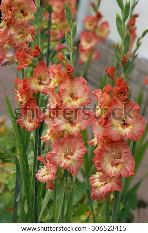 Flower gladiolus In Latin gladiolus means \