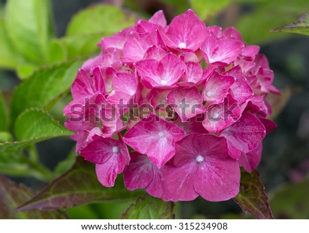 Pink hydrangea\
Guest gardens â?? hydrangea â?? beautiful shrub that attracts owners fragrant large and lush buds.