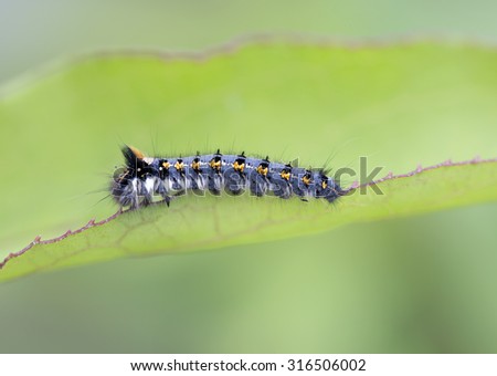 Blue caterpillar\
Say, these caterpillars are not able to do without moisture. They are big fans drink the morning dew. Therefore they are called a drunkard.