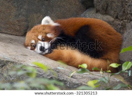Lesser Panda (red Panda)\
Lesser Panda or red Panda a bit larger than a cat.Leads a nocturnal lifestyle, sleeping during the day. Red Panda is peace-loving nature.