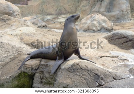 Fur seal sitting on a rock\
Fur seal belongs to the family of eared seals.