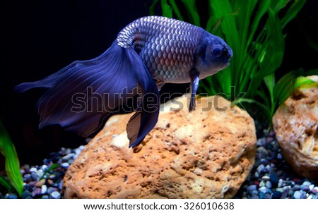 Aquarium blue fish\
The tail is the main beauty of the fish. Especially appreciated are the individuals who have dominated the blue (blue-violet) color.
