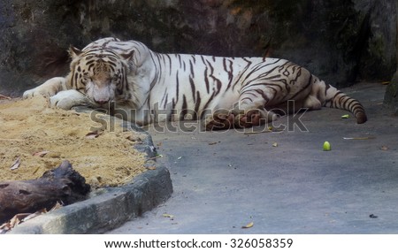 Bengali (white) tiger\
Bengal tiger is one of the major predators.