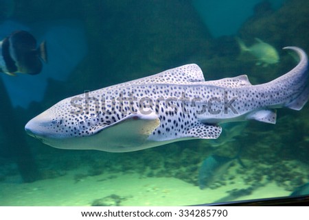 Leopard shark\
Leopard sharks occur in the Eastern Pacific ocean, in temperate-cool and warm-temperate waters.