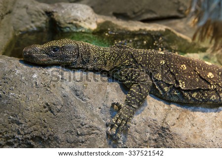 Large lizard\
This lizard endemic to island New Guinea and nearby Islands, where it is considered the most vicious and dangerous predator.