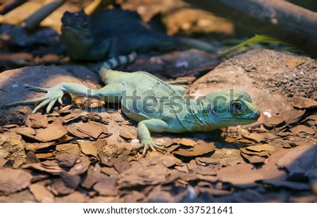 Lizard\
Daily lizard with long toes and sharp claws. On the head of the male has the crest.