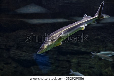 Sturgeon fish A valuable commercial fish. This is a very tasty delicacy fish.