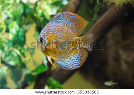 Aquarium fish discus\
The flat body of aquarium fish helps them to quickly maneuver between obstacles, escaping from predators. Discus is a schooling fish. widespread in the Amazon river.