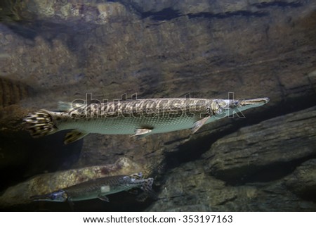 Pike\
It can reach a length of 3 meters, and looks very similar to alligator. It received its second name â?? fish-alligator.