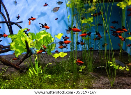 Aquarium\
An aquarium with fish will delight you with their unforgettable beauty of the underwater world.