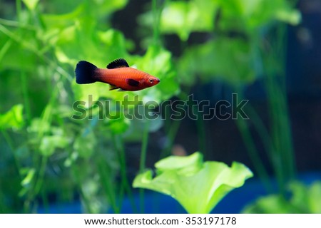 Aquarium fish swordsman\
This is one of the most popular and undemanding fish in the aquarium. The birthplace of fish in Central America from southern Mexico to Guatemala.
