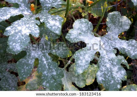 Powdery mildew, a garden fungus disease, on squash leaves