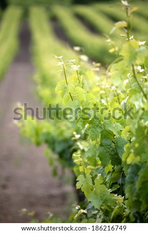 Wine grape vineyard in springtime