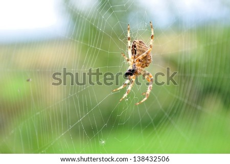 Detail view of European garden spider or cross spider (Araneus diadematus) in its web