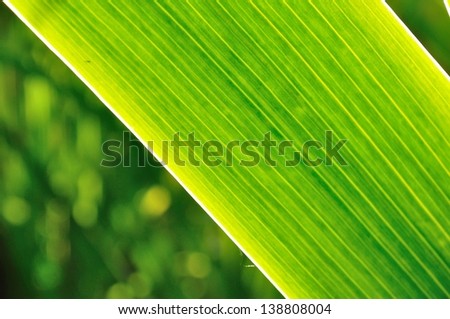 Green zen leaf with blurred background