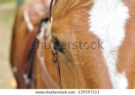 Shot of the eye and right side of the face of a brown horse