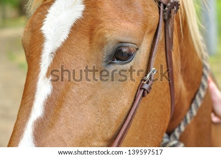 Shot of the eye and left side of the face of a brown horse