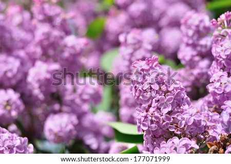 Branch Of Purple Lilac Flowers (Syringa Vulgaris) With The Leaves In Spring