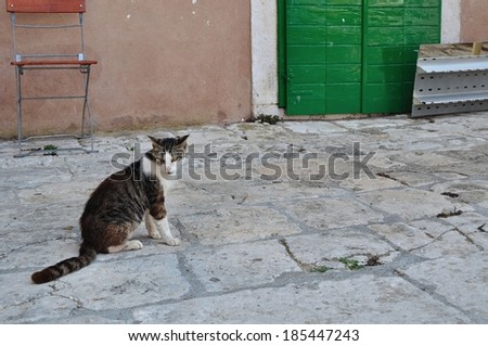 Tabby cat sitting on the ground. Korcula, Croatia. Space on right side
