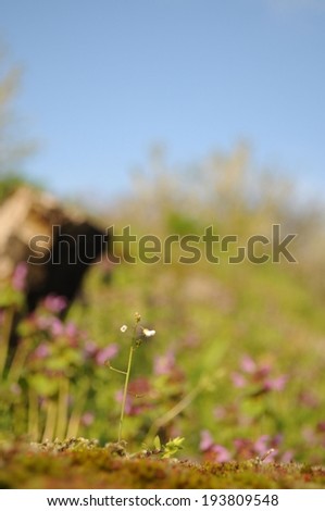 Capsella bursa-pastoris (shepherd\'s purse) in garden