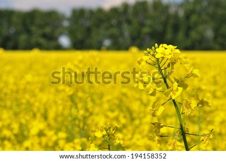 Detail of yellow canola (Brassica napus L.) with blurred canola field and trees