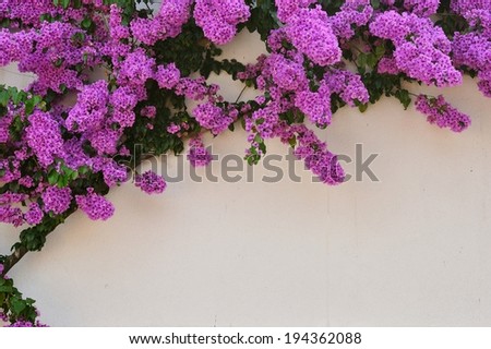 Beautiful purple Bougainvillea flowers against white wall as background