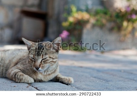 Tabby cat laying on the ground. Space in right side