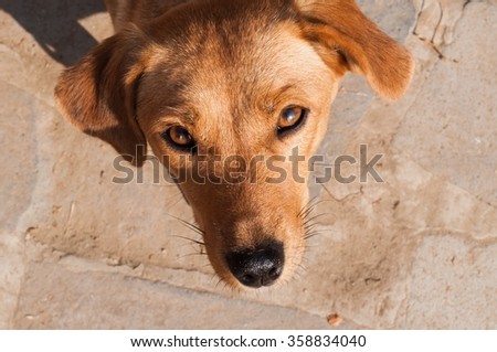 Portrait of cute brown puppy dog looking up at the camera in outdoor
